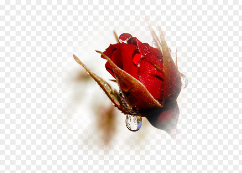 Youtube YouTube Rose Desktop Wallpaper PNG