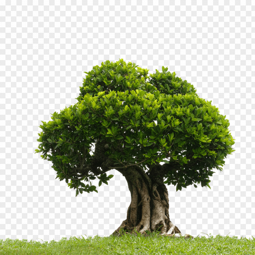 Clip Art Tree Image Illustration PNG