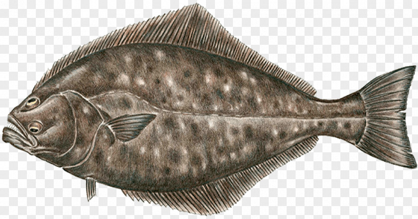 Fish Sole Pacific Halibut Flounder PNG