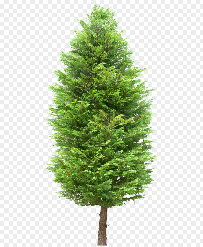 Green Trees Tree Image Download Plants Computer Graphics PNG