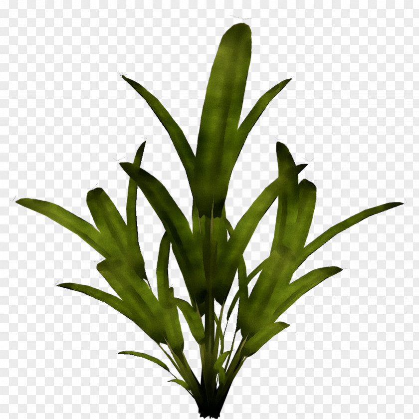 Leaf Plant Stem Flower Grasses Herb PNG