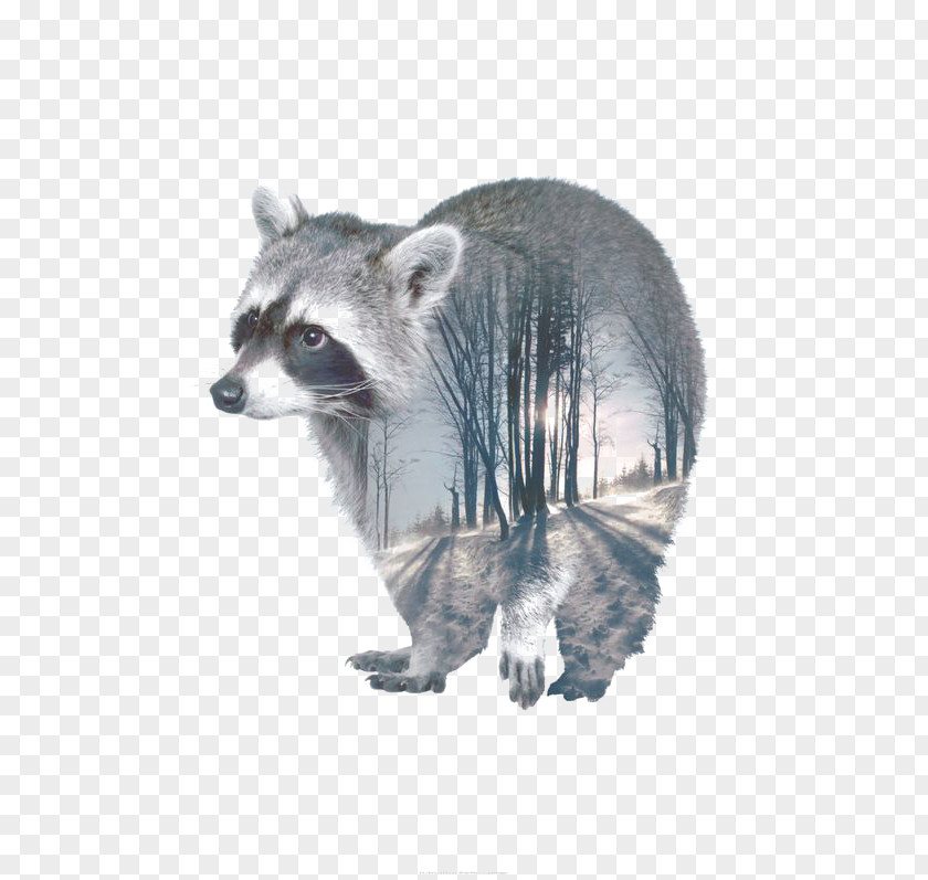 Cartoon Raccoon Multiple Exposure Animal Portrait PNG