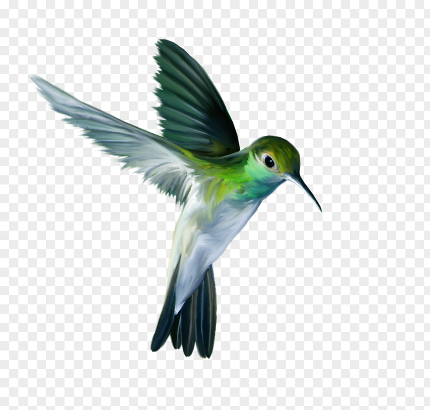 Green Bird Pin The Ruby-throated Hummingbird Flight PNG