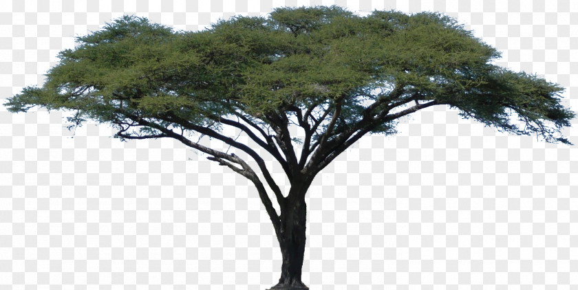 Oak Acacia African Trees Clip Art PNG