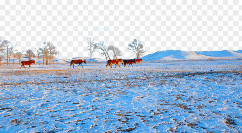 Prairie Winter Beidaihe District Zhangbei County Bashang Grasslands Great Wall Of China PNG