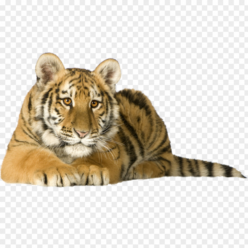 Tiger Siberian Kitten Cat Bengal Felidae PNG