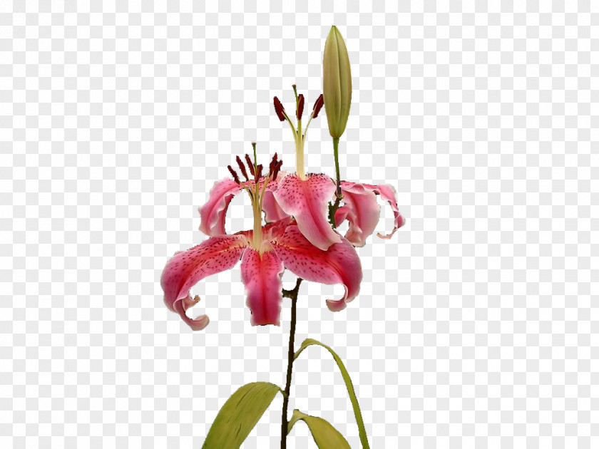 Lily Floral Design Lilium PNG