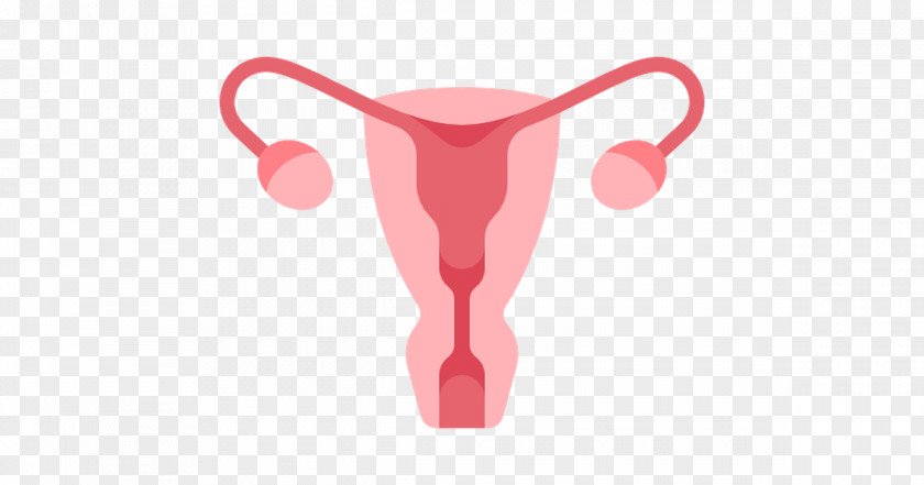 Pregnancy Uterus Endometrium Ovary Obstetrics And Gynaecology Clip Art PNG