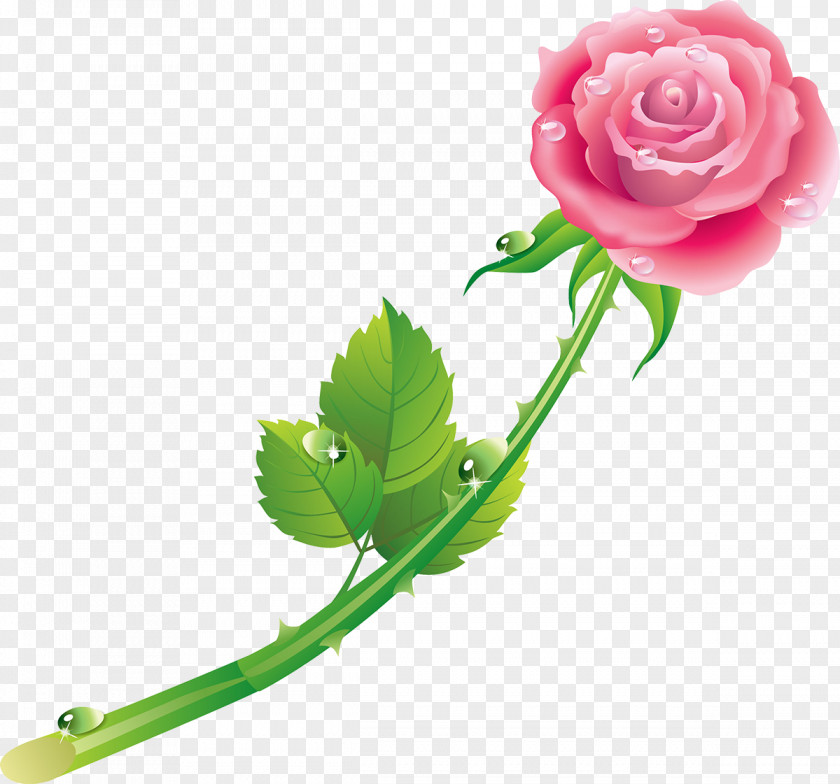 Rose Day Rain Blessing Night God PNG