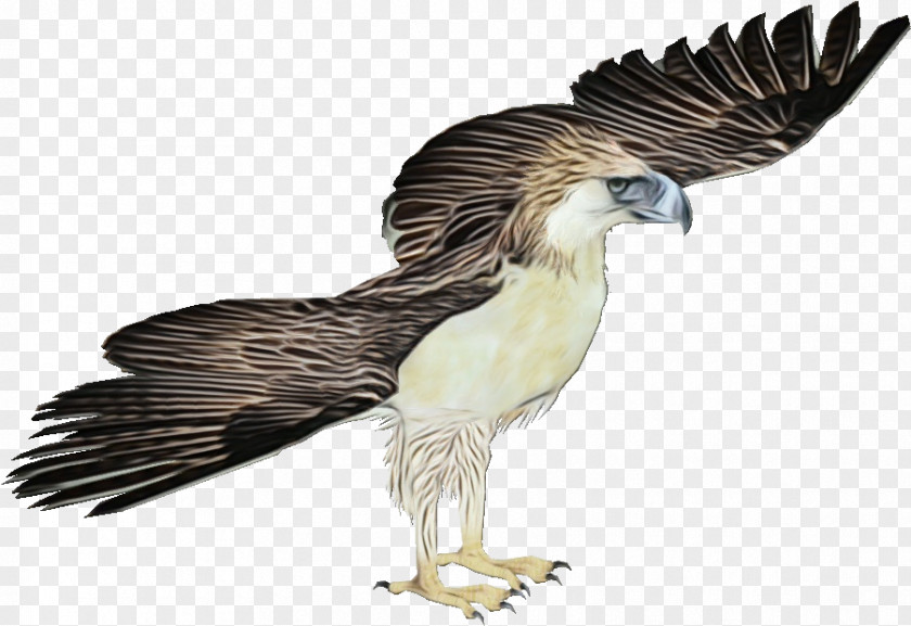 Tail Northern Harrier Eagle Bird PNG