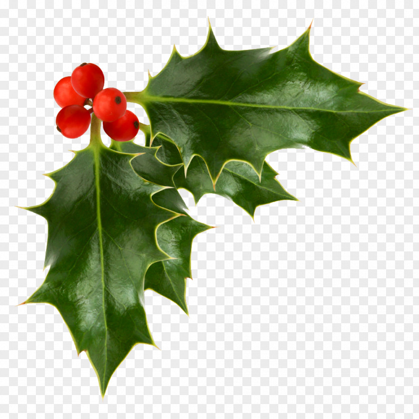 Berries Common Holly Clip Art PNG