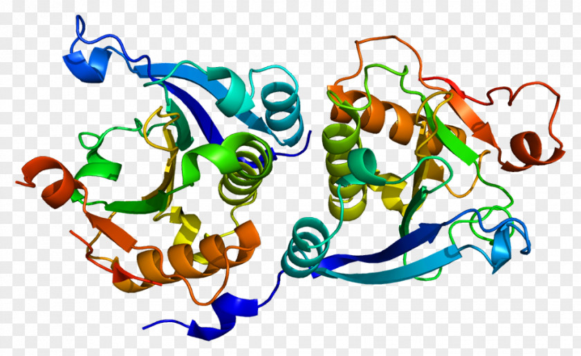 EIF4EBP1 Eukaryotic Initiation Factor EIF4G PNG