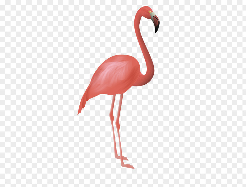 Flamingo Flamingos Bird Flamenco Clip Art PNG