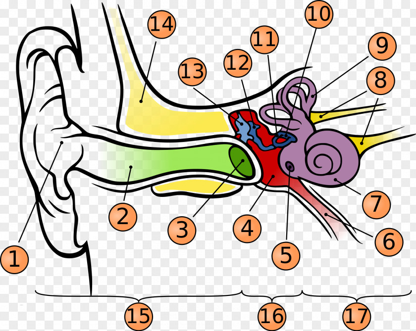 Human Ear Hearing Anatomy Middle Eardrum PNG