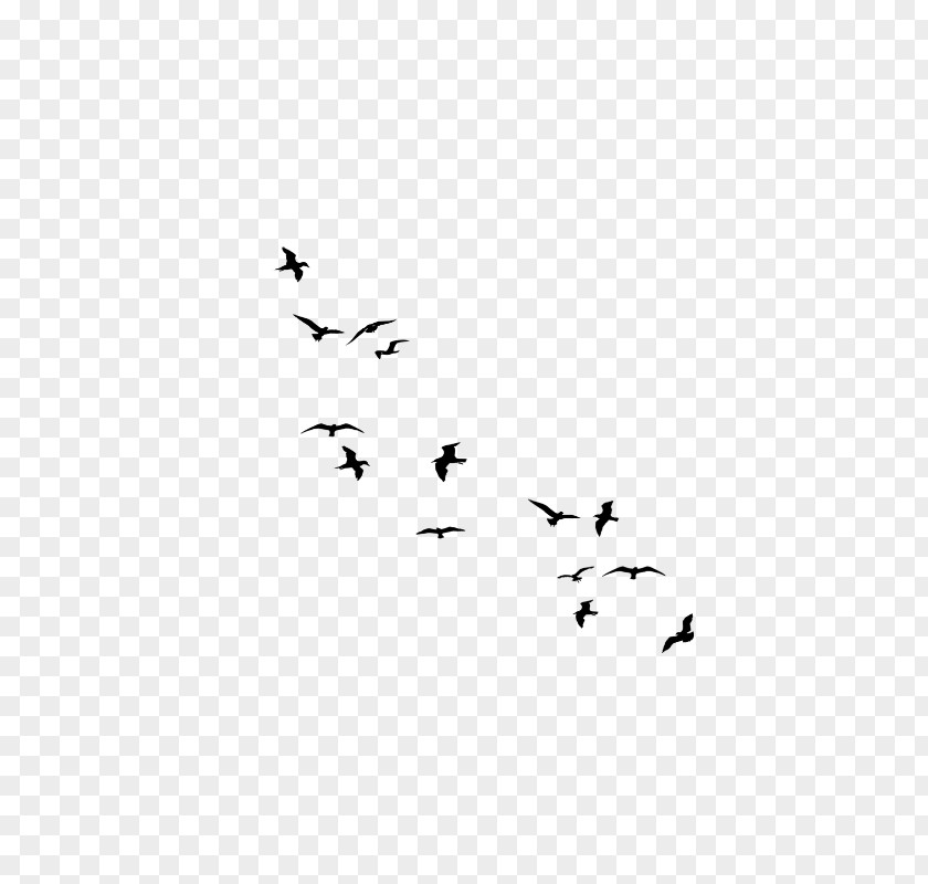 Little Wild Flower Flock Bird Migration Flight PNG