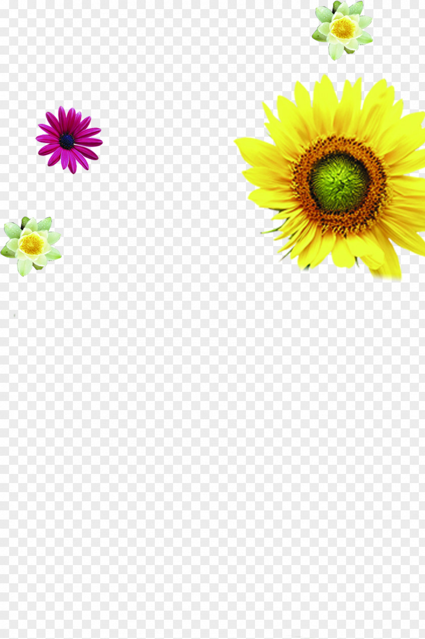 Opened Golden Sunflowers Cartoon Common Sunflower PNG