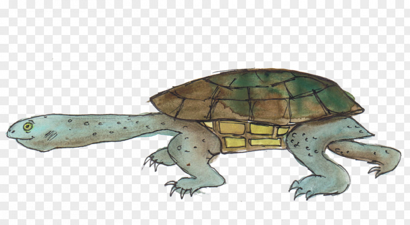 Tortoide Box Turtle Reptile Tortoise Sea PNG
