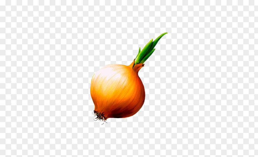 Onion Deductible Element Allium Fistulosum Garlic Shchi Vegetable PNG