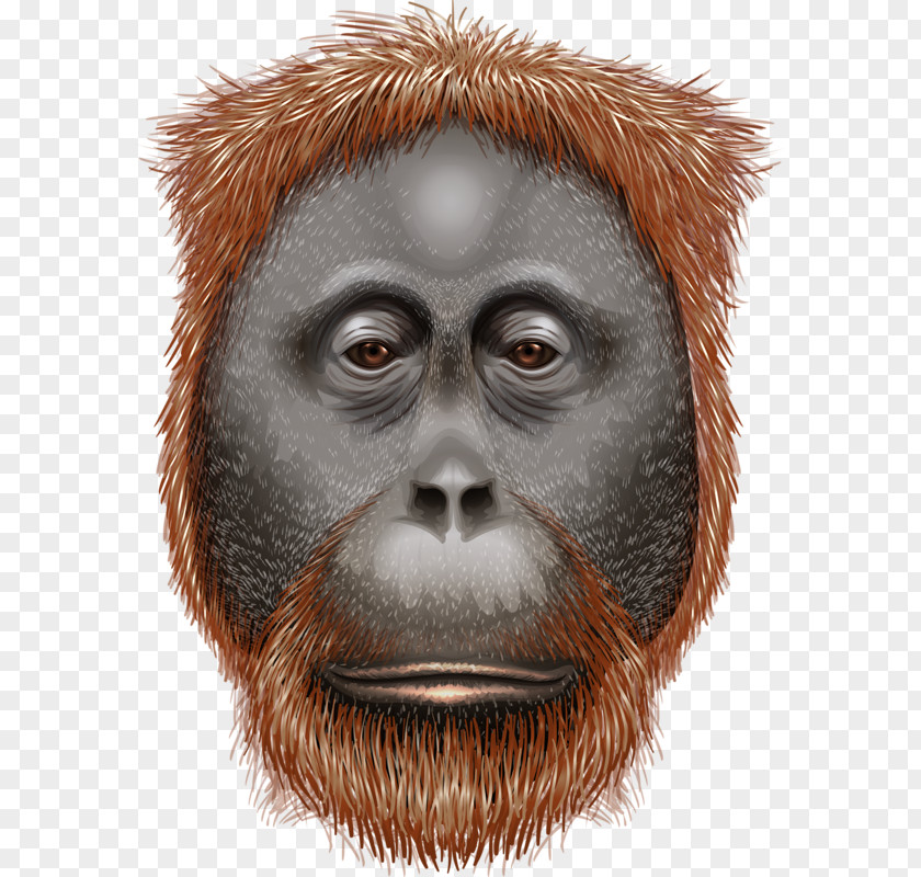Orangutan Avatar Ape Euclidean Vector Illustration PNG