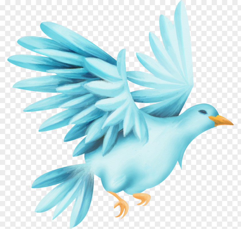 Bird Clip Art Pigeons And Doves Drawing Image PNG