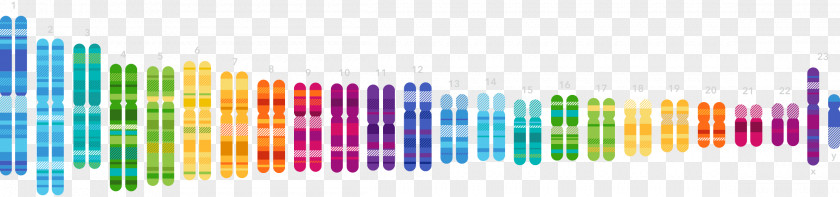 DNA Human Genome Project 23andMe Genetic Testing Genetics PNG