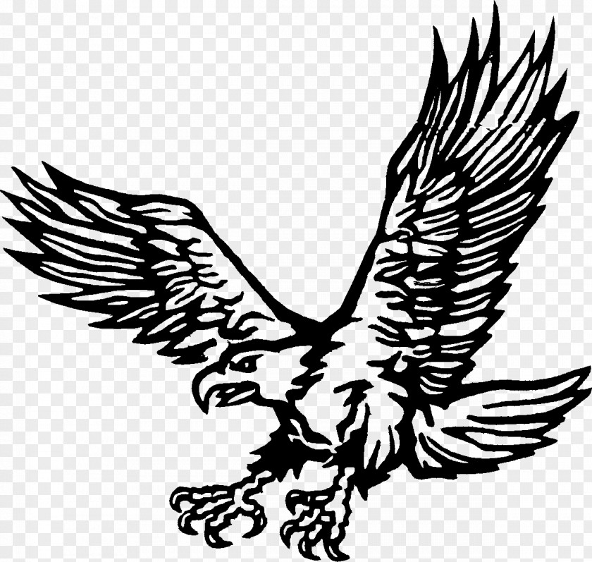 Eagle Drawing Golden Coloring Book PNG