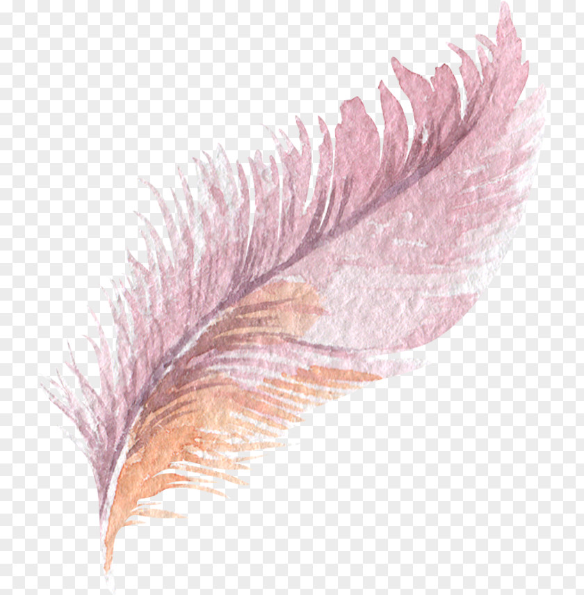 Feather Download Cartoon PNG