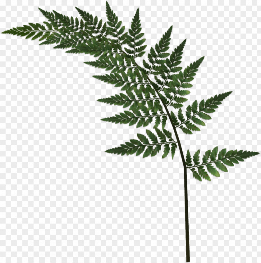 Green Leaves Blog Clip Art PNG