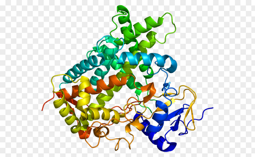 Stilbenoid Cytochrome P450 CYP1A2 Enzyme CYP2C19 PNG