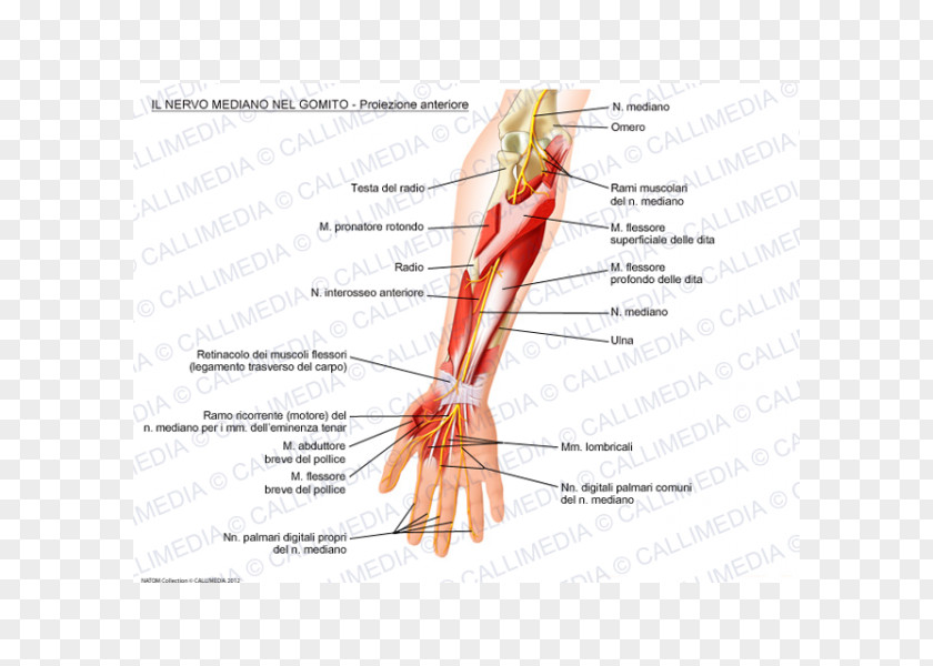 Thumb Median Nerve Elbow Ulnar PNG