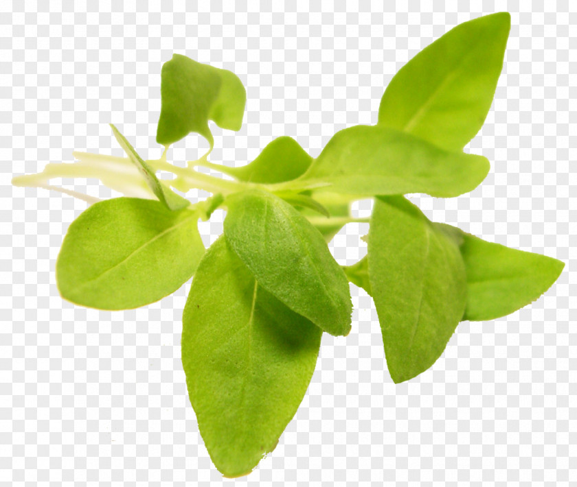 Basil Microgreen Herb Leaf Vegetable PNG