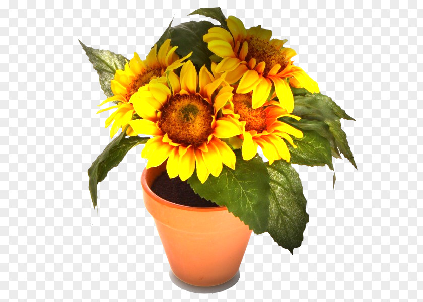 Flower Common Sunflower Painting Cut Flowers PNG