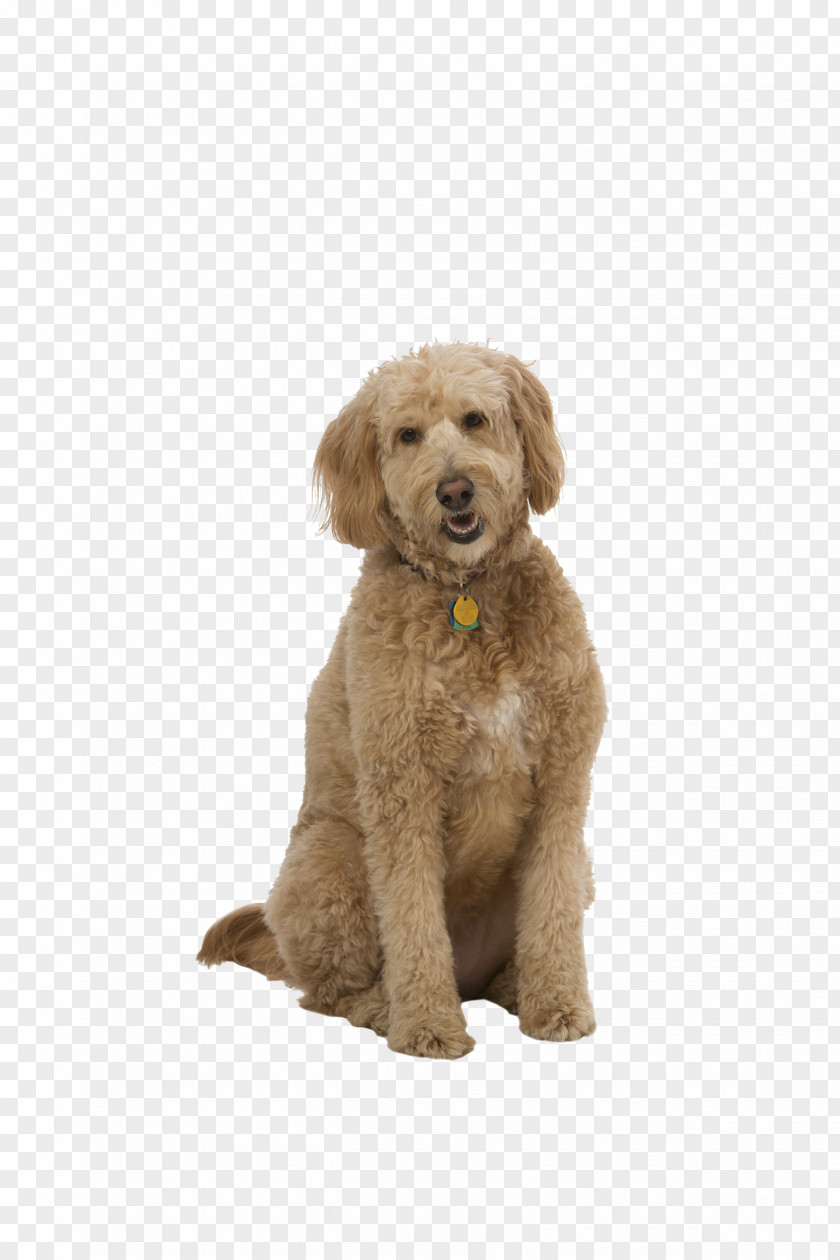 Golden Retriever Standard Poodle Goldendoodle Miniature Puppy PNG