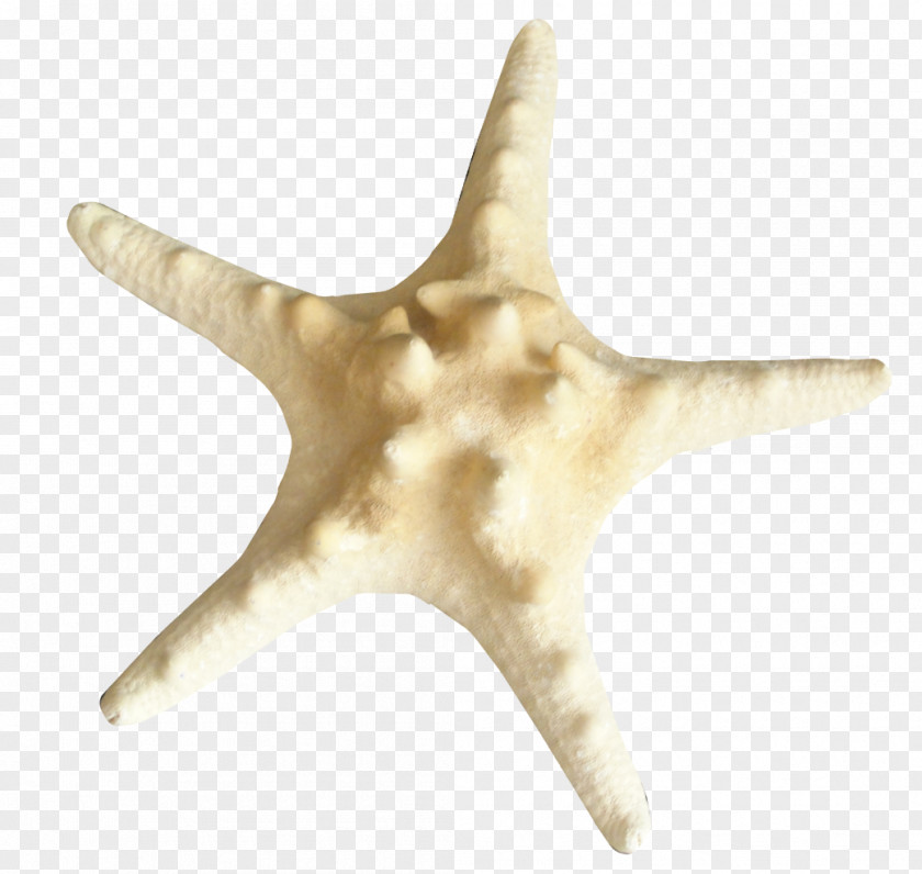 Starfish Insect Echinoderm Clip Art PNG
