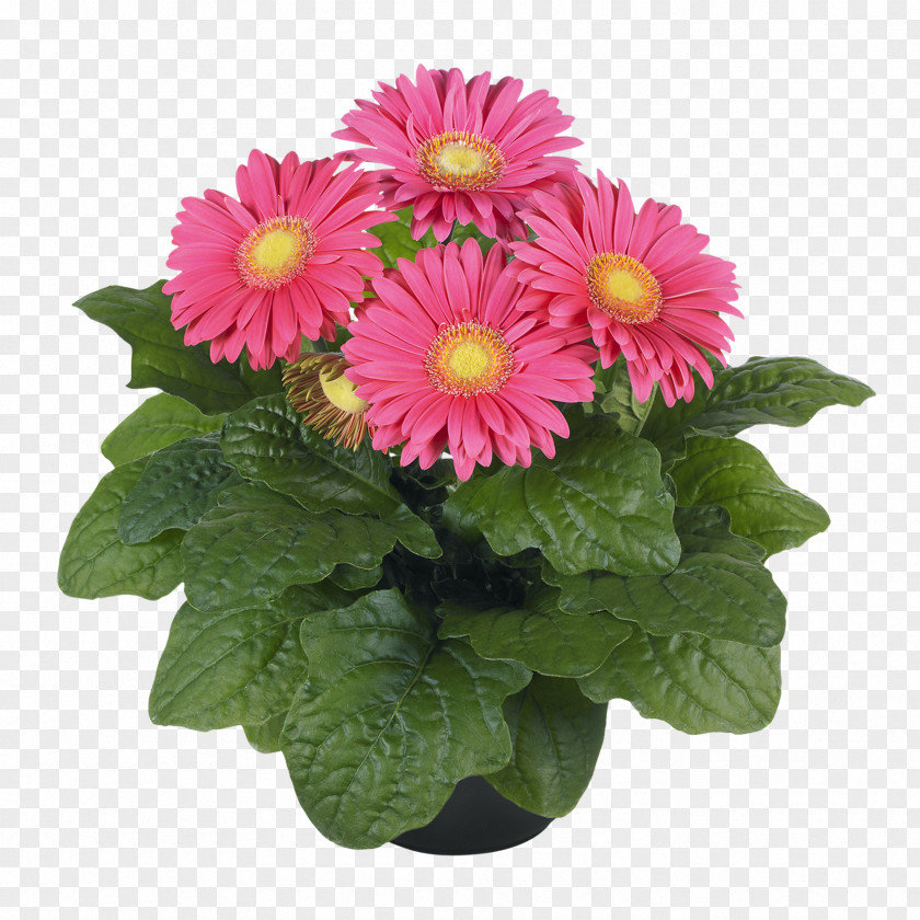 Chrysanthemum Cut Flowers Floristry Daisy Family PNG