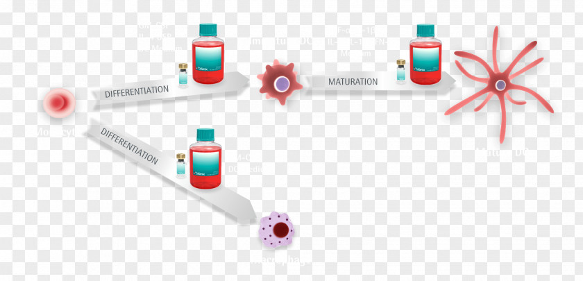 Dendritic Cell Washington, D.C. Immunotherapy Cytokine Antigen PNG