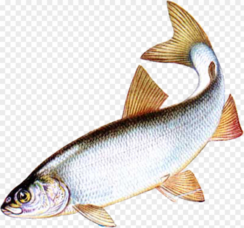 Fish Milkfish Common Whitefish Bony Fishes Salmon PNG