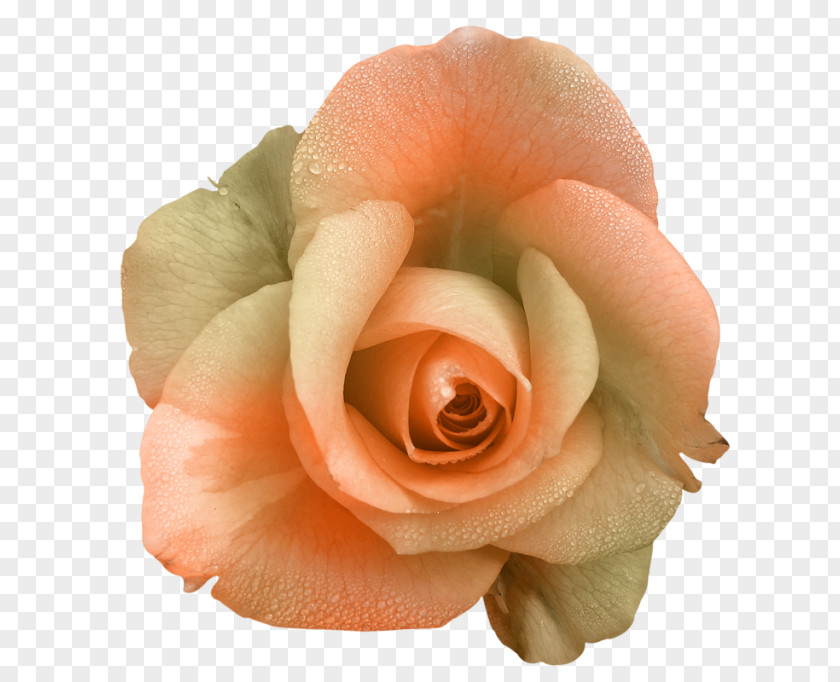 Flower Garden Roses Petal PNG