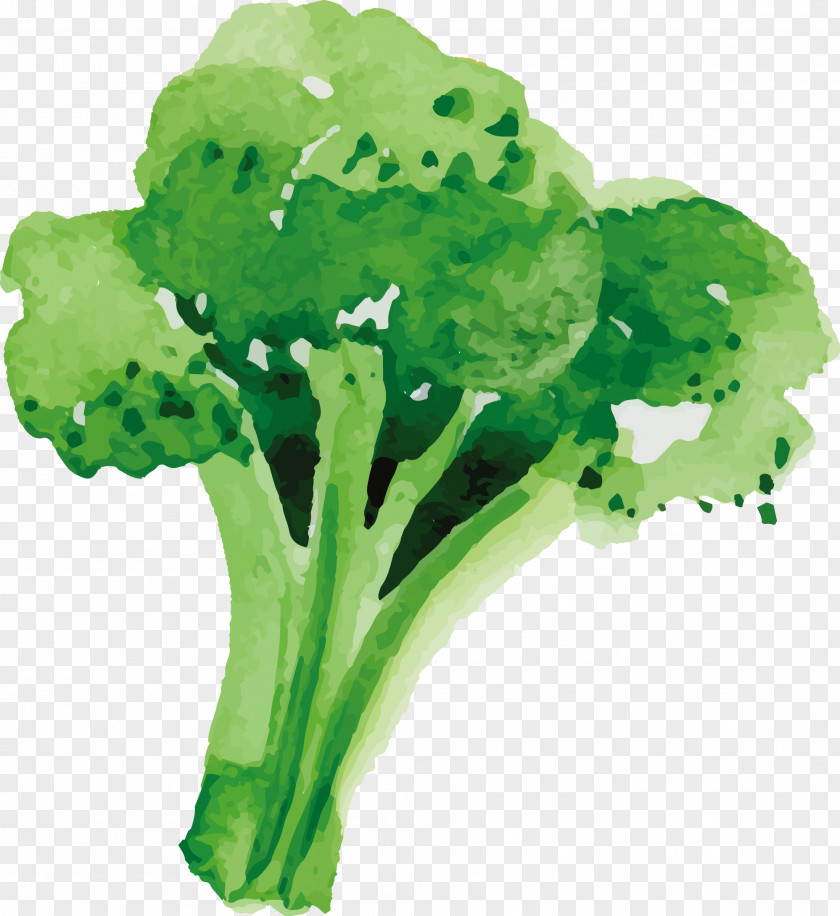 Hand Drawn Vector Broccoli Sunday Roast Vegetable Food PNG