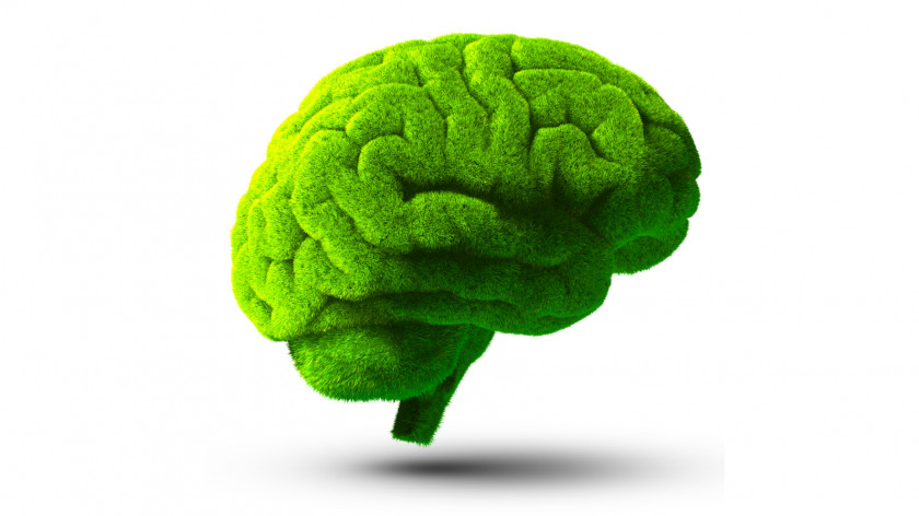 Brain Stock Photography Green Clip Art PNG