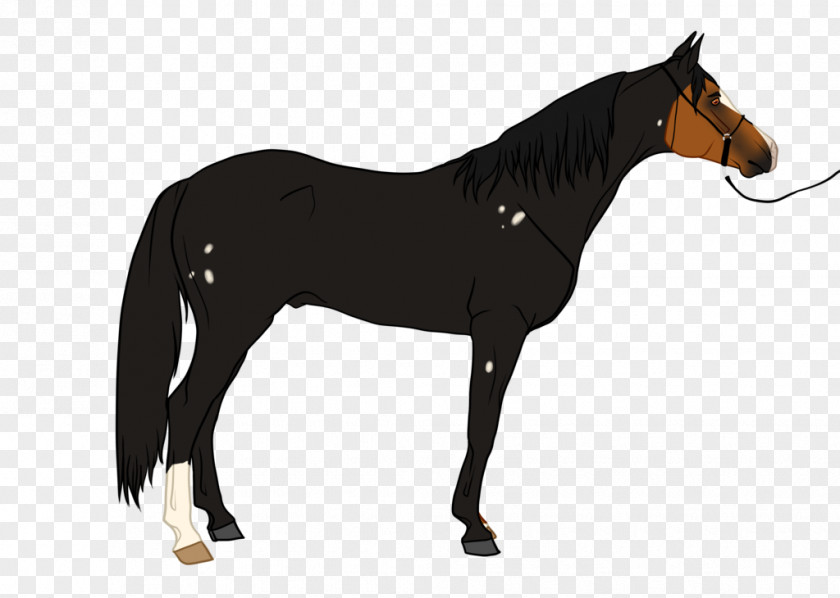 Mustang Stallion Pony Mare Rein PNG