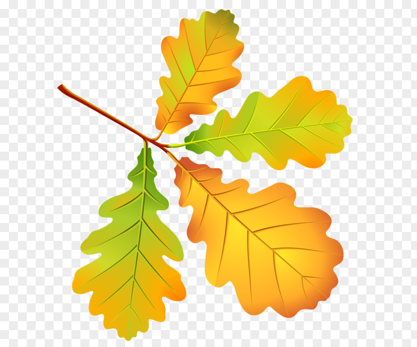 Deciduous Vector Graphics Autumn Leaves Leaf PNG