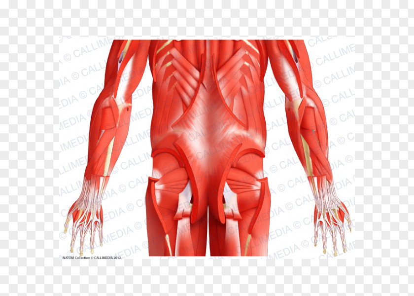 Erector Spinae Pelvis Muscle Muscular System Human Body Gluteus Minimus PNG