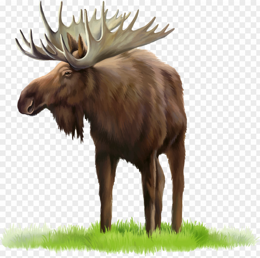 MOOSE Moose Deer Clip Art PNG