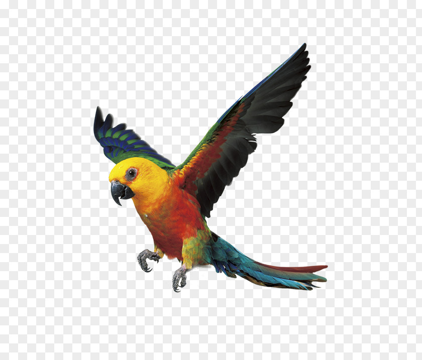 Parrot Bird Budgerigar Cockatiel Conure PNG