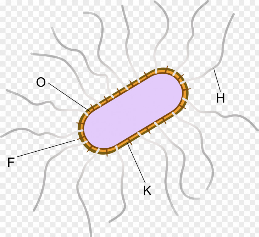 Pathogen Sterilized Bacteria E. Coli Asiatic Cholera Antigen Vibrio Parahaemolyticus PNG