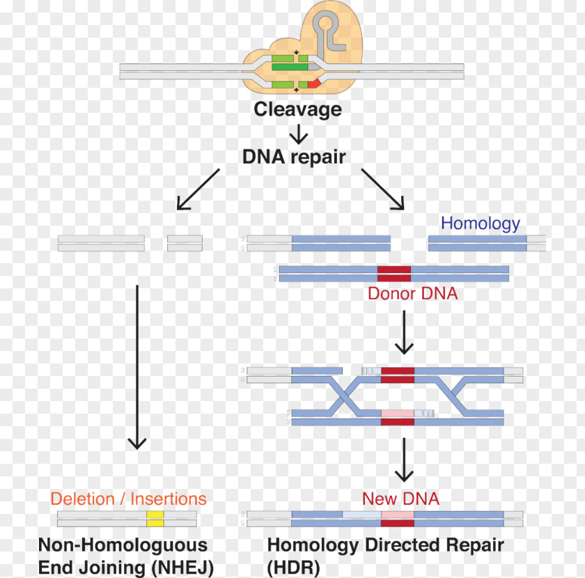 CRISPR Guide RNA Cas9 Genome Editing PNG