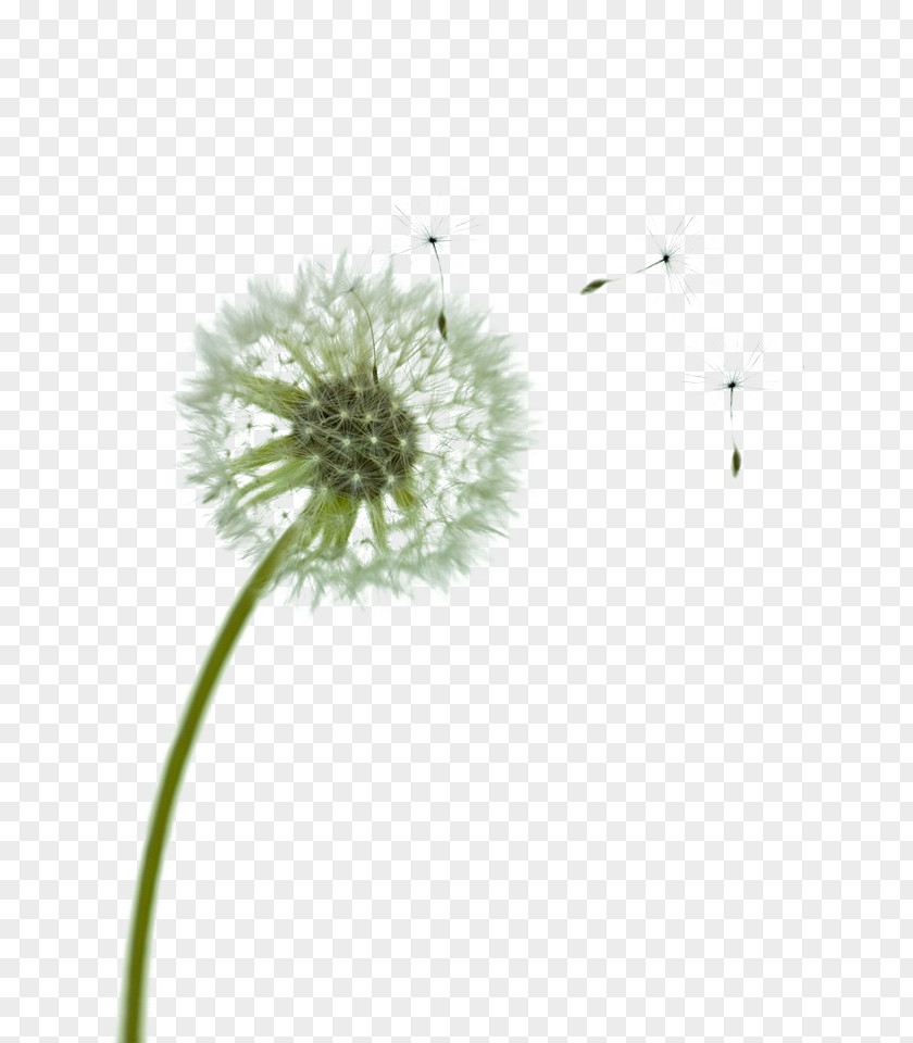 Dandelion Wind Swirling Green Computer Wallpaper PNG