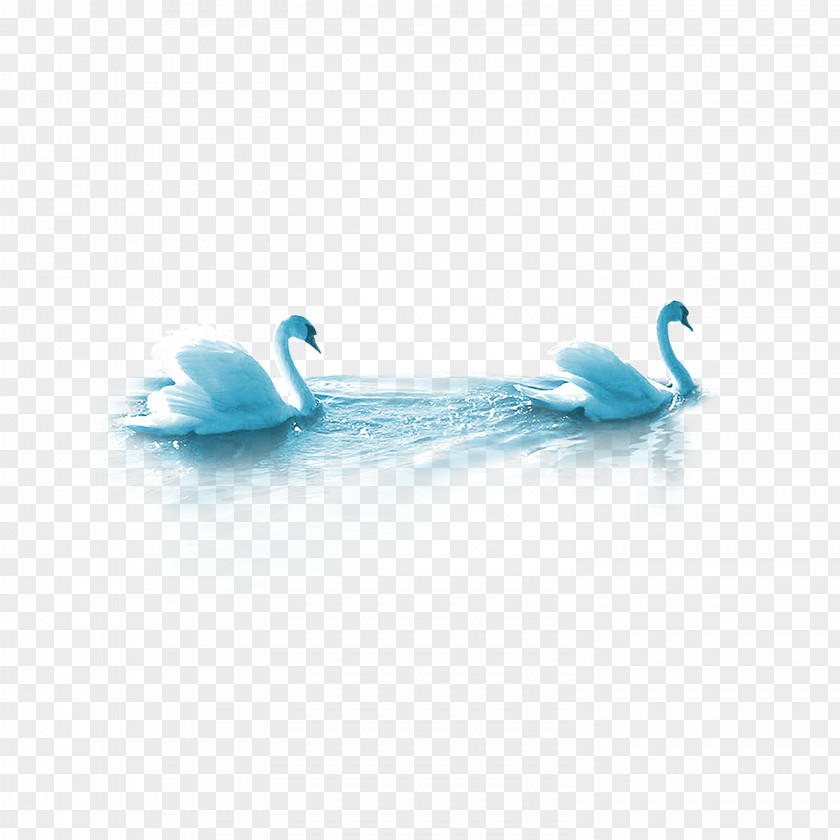 Swan Cygnini White Blue PNG