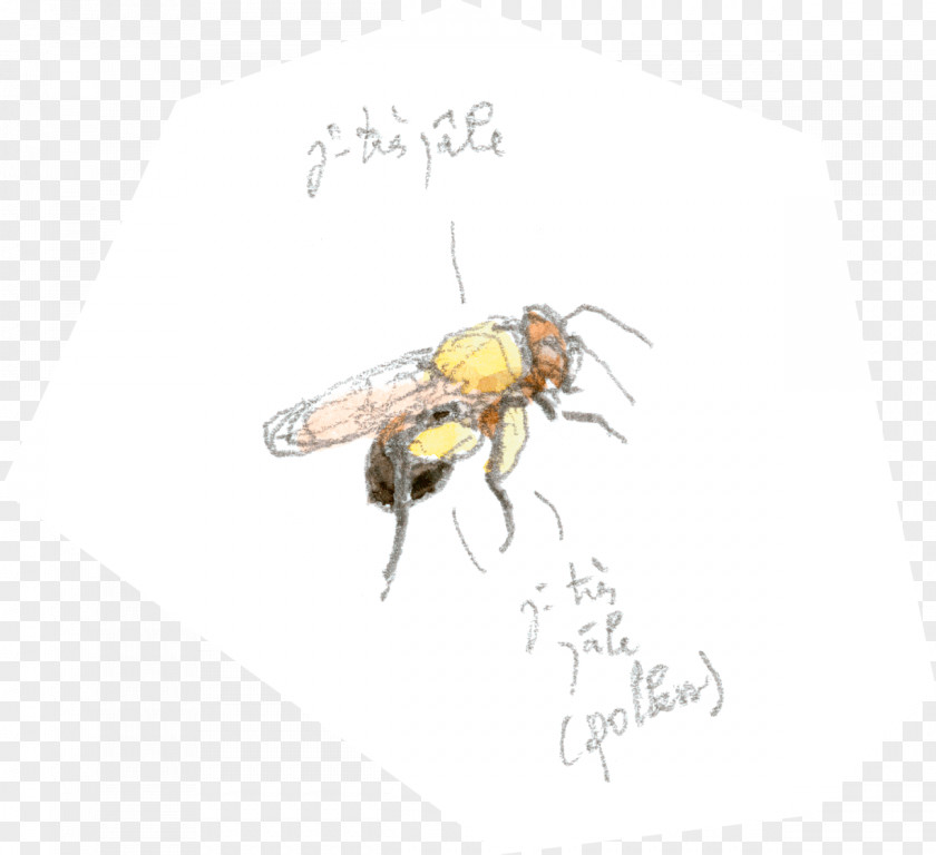 Bee Honey PNG